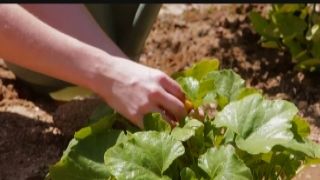 red head lesbian in the garden